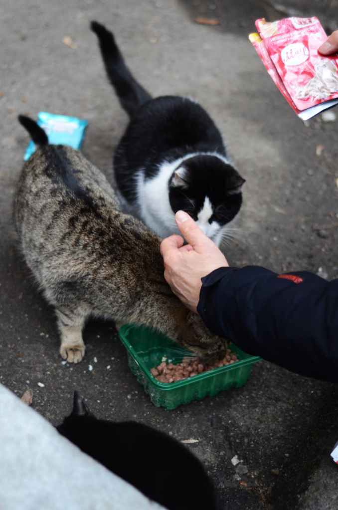 Current image: two cats are being fed outdoors while someone offers their hand for the cats to sniff
