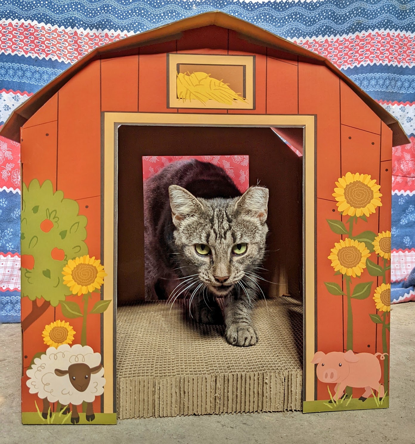 cat with a tipped ear